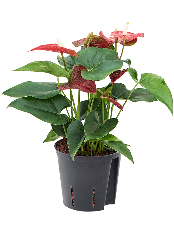 anthurium andraeanum sierra bush rood h 45cm b 20cm potmaat 1312cm