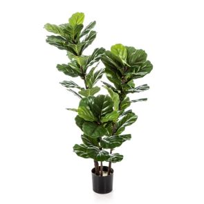 Ficus Lyrata, H: 95cm