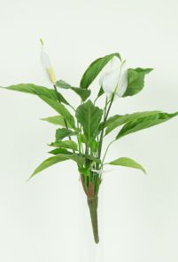 Spathiphyllum met witte bloem, H: 50cm