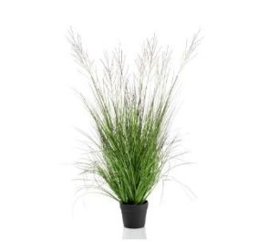 Catkins grass x9 110cm in pot