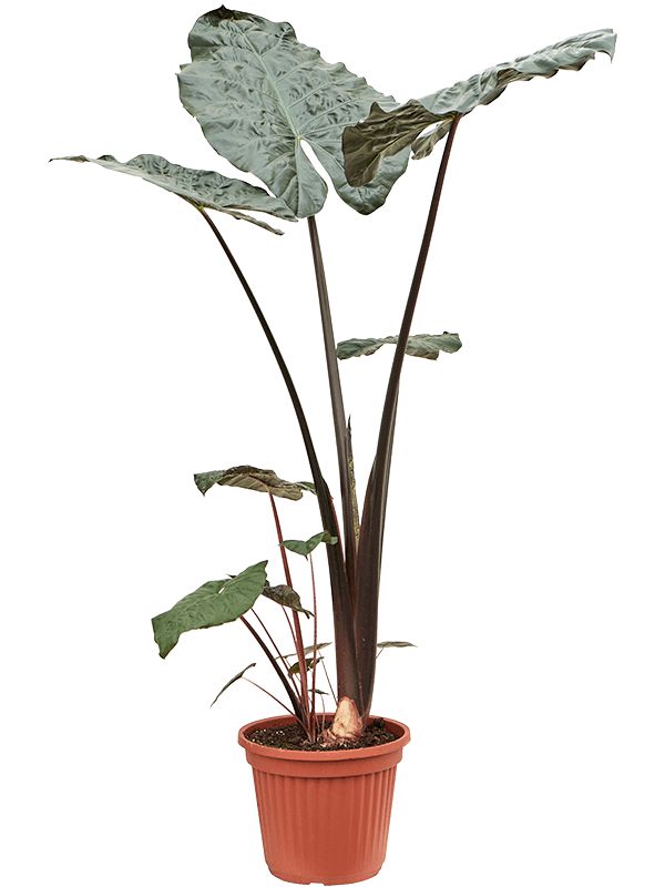 alocasia sarawakensis yucatan princess bush potmaat 35cm