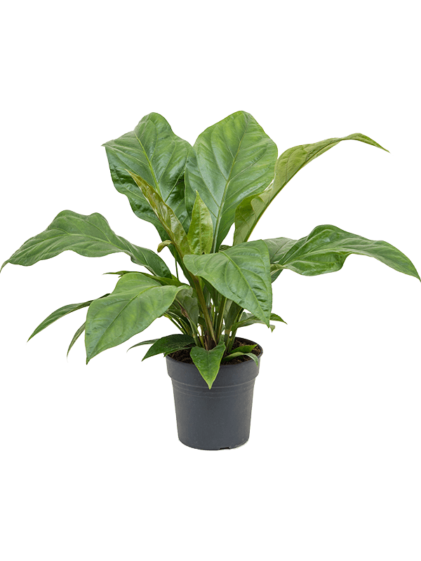 anthurium ellipticum jungle bush bush h 50cm b 50cm potmaat 21cm