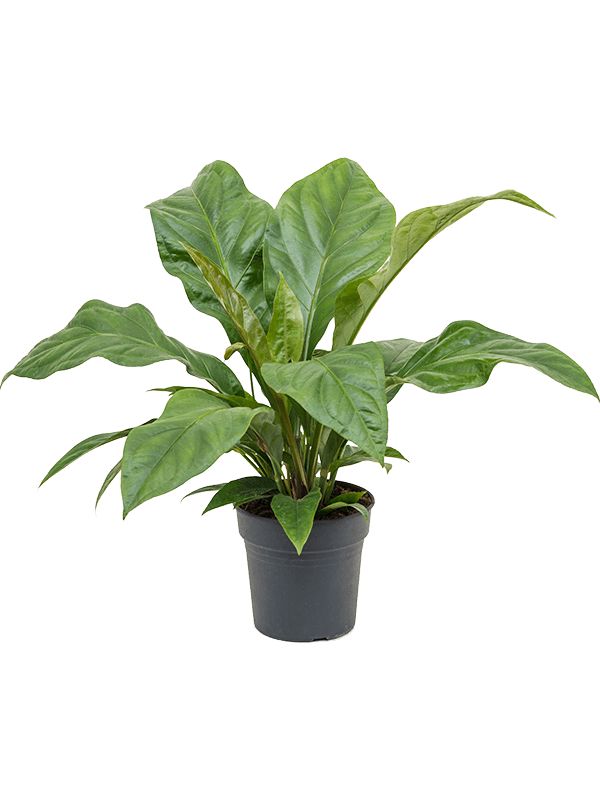 anthurium ellipticum jungle bush bush h 50cm b 50cm potmaat 21cm