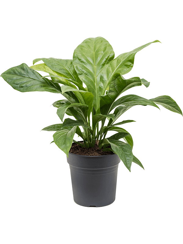 anthurium ellipticum jungle bush bush h 60cm b 55cm potmaat 24cm