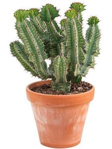 Euphorbia cooperi, Vertakt, H: 55cm, B: 35cm, potmaat: 27cm