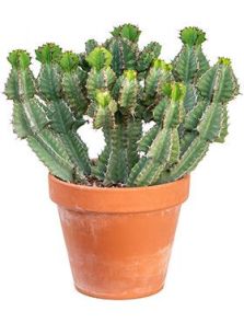 Euphorbia cooperi, Vertakt, H: 50cm, B: 55cm, potmaat: 31cm