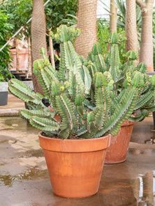 Euphorbia cooperi, Vertakt, H: 100cm, B: 70cm, potmaat: 43cm