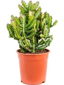 Euphorbia lactea, H: 50cm, B: 30cm, potmaat: 21cm