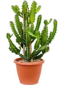 Euphorbia lactea, Vertakt, H: 90cm, B: 50cm, potmaat: 40cm