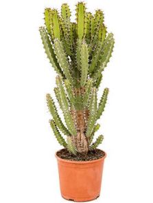 Euphorbia zoutpansbergensis, H: 65cm, B: 25cm, potmaat: 25cm