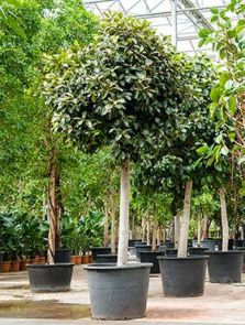 Ficus rubiginosa ‘Australis‘, Stam, H: 425cm, B: 200cm, potmaat: 80cm