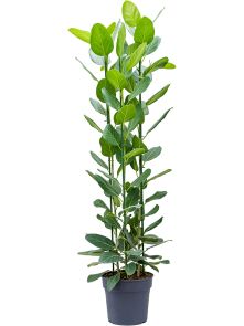Ficus benghalensis ‘Audrey‘, Toef, H: 210cm, B: 60cm, potmaat: 34cm