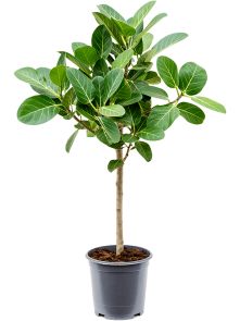 Ficus benghalensis ‘Audrey‘, Stam, H: 90cm, B: 40cm, potmaat: 21cm