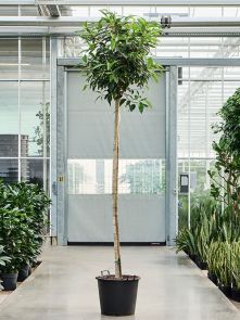 Ficus bellingeri, Stam, H: 325cm, B: 75cm, potmaat: 55cm