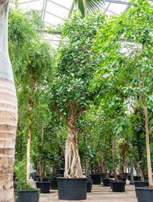 Ficus benghalensis, Stam, H: 750cm, B: 325cm, potmaat: 122cm