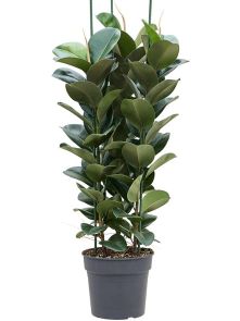 Ficus elastica ‘Cloë‘, Toef 3pp, H: 145cm, B: 55cm, potmaat: 34cm