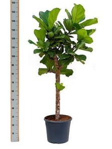 Ficus lyrata, Stam, H: 155cm, B: 80cm, potmaat: 30cm