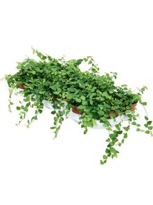 Ficus pumila (repens) ‘Green Sunny‘ 12/tray, Hanger, H: 15cm, B: 15cm, potmaat: 10.5cm
