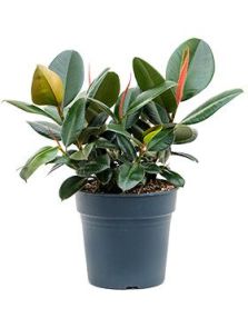Ficus elastica ‘Robusta‘, Bush, H: 50cm, B: 50cm, potmaat: 27cm