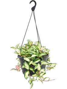 Hoya carnosa ‘Tricolor‘, Hanger, H: 50cm, B: 40cm, potmaat: 28cm