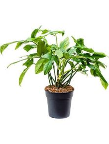 Philodendron bipennifolium ‘Silver Violin‘, Bush, H: 60cm, B: 55cm, potmaat: 24cm