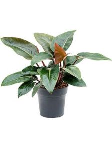 Philodendron ‘Red Congo‘, Bush, H: 80cm, B: 80cm, potmaat: 27cm