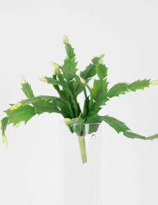 Philodendron Cactus Groen