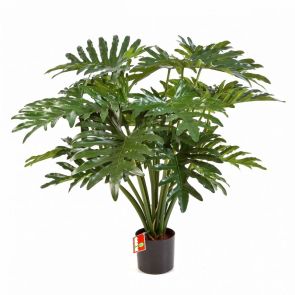 Philodendron Selloum, H: 75cm