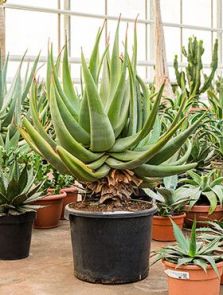 Aloe ferox, Stam, H: 110cm, B: 80cm, potmaat: 37cm