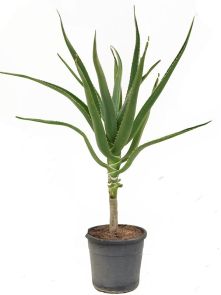 Aloe bainesii (barberae), Stam, H: 125cm, B: 80cm, potmaat: 30cm