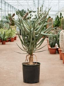Aloe dichotoma (100-120), Stam, H: 110cm, B: 70cm, potmaat: 30cm