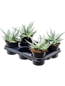Aloe ‘Lotus Silver‘ 4/tray, H: 25cm, B: 20cm, potmaat: 12cm