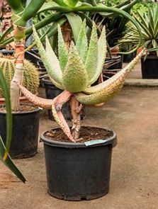 Aloe marlothii, Stam, H: 90cm, B: 40cm, potmaat: 38cm