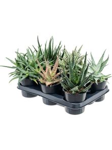 Aloe mix 6/tray, H: 25cm, B: 20cm, potmaat: 12cm