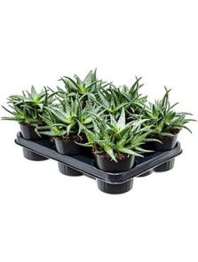Aloe ‘Mint Stripes‘ 6/tray, H: 25cm, B: 20cm, potmaat: 12cm