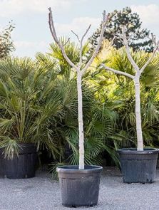 Ficus carica, Stam, H: 180cm, B: 75cm, potmaat: 46cm