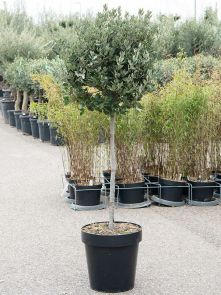Quercus ilex, Stam, H: 180cm, B: 60cm, potmaat: 40cm