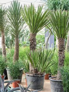 Yucca carnerosana, Multi stam, H: 225cm, B: 85cm, potmaat: 65cm