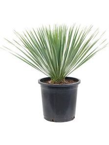 Yucca rostrata, Stam, H: 65cm, B: 55cm, potmaat: 27cm