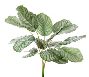 Calathea orbifolia, 16 bladeren, natural touch, 76cm