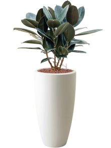 Ficus elastica ‘Abidjan‘ in Pure®, Hydrocultuur, diam: 39cm, H: 127cm
