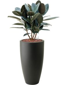 Ficus elastica ‘Abidjan‘ in Pure®, Hydrocultuur, diam: 39cm, H: 128cm