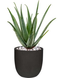 Aloe vera barbadensis in Capi Urban Smooth NL, diam: 35cm, H: 82cm