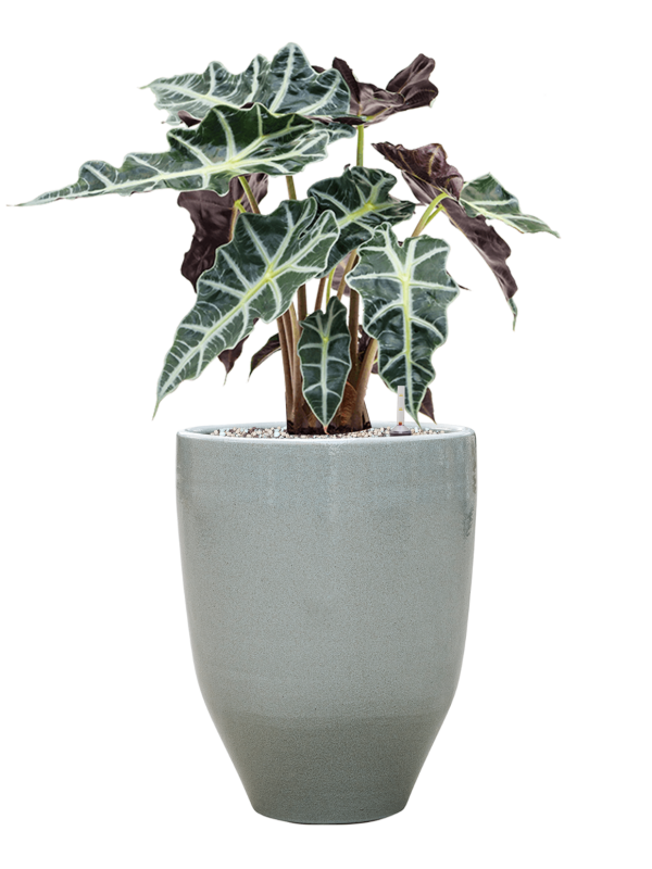 alocasia polly in one and only grond vulkastrat diam 25cm h 58cm