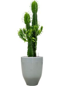 Euphorbia erytrea in One and Only, Grond (Vulkastrat), diam: 32cm, H: 114cm