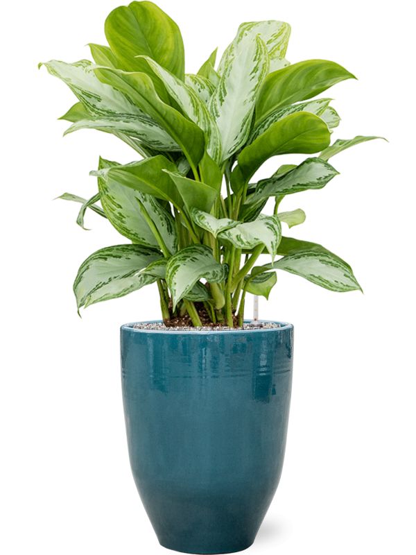 aglaonema silver bay in one and only grond vulkastrat diam 38cm h 118cm
