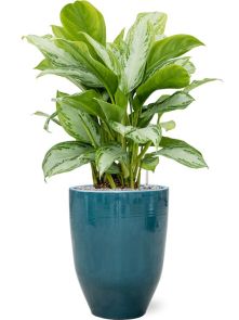 Aglaonema ‘Silver Bay‘ in One and Only, Grond (Vulkastrat), diam: 38cm, H: 118cm