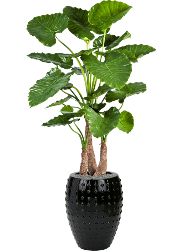 alocasia calidora in laos zijde verlijmd diam 44cm h 171cm