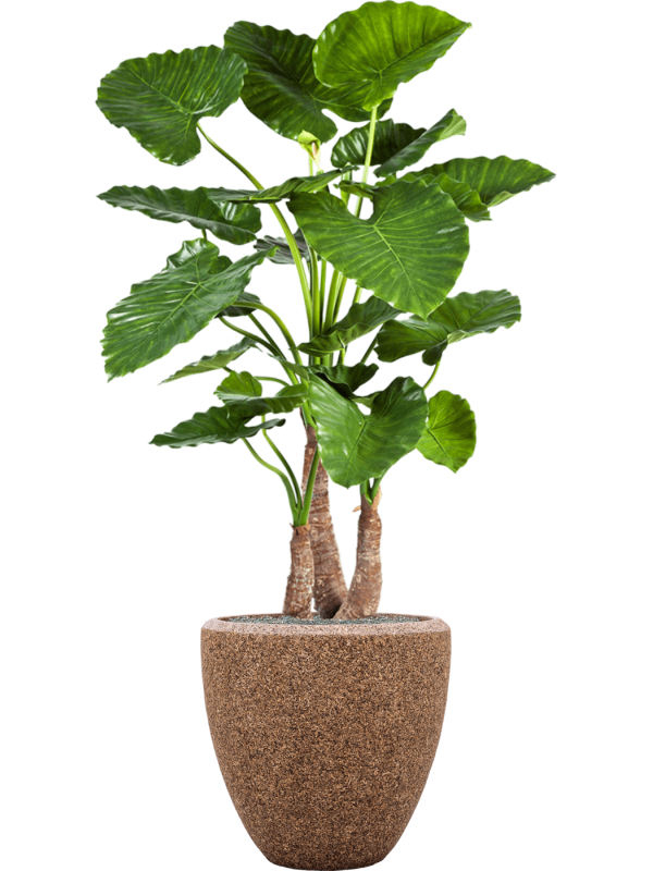 alocasia calidora in baq naturescast zijde verlijmd diam 50cm h 168cm