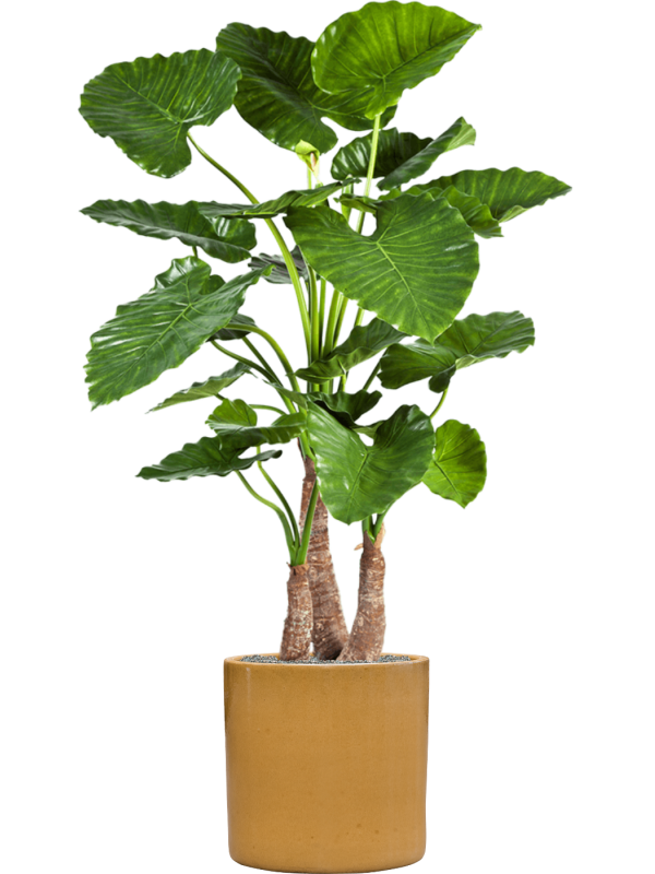 alocasia calidora in cylinder zijde verlijmd diam 40cm h 158cm